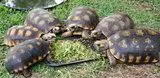 Tortoises - Sold Out