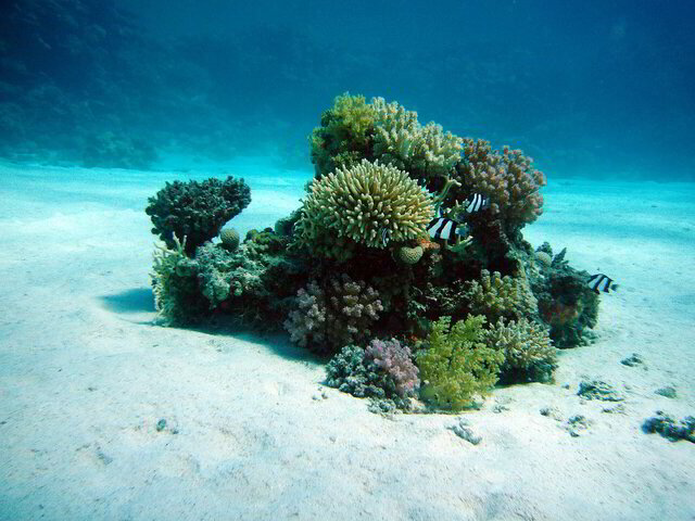 Facts about Ocean Plant Life