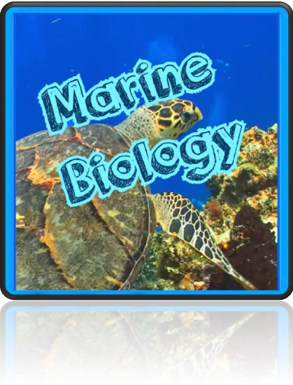 Marine Biology, whales, sharks coral, nudibranchs Science Club for Kids Elementary age. learning nature