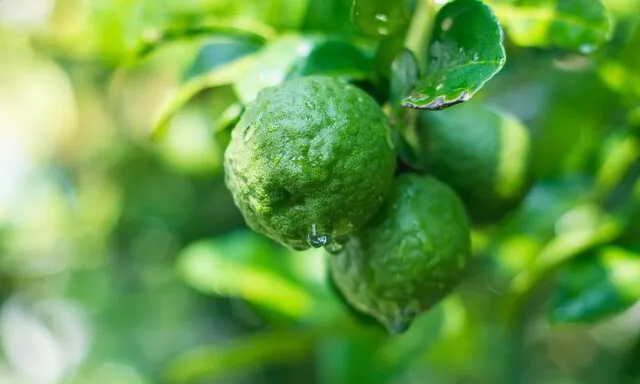 Bergamot hanging off a tree