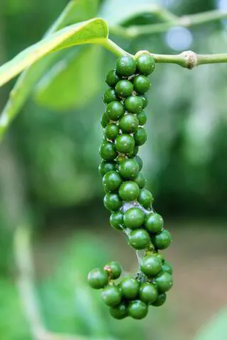 Black Pepper plant