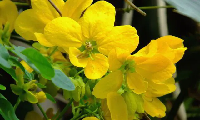 Yellow Cassia flowers 
