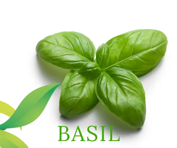 Basil Essential Oil | Aroma Hut Institute