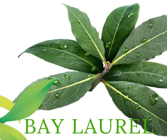 Bay Laurel Essential Oil | Aroma Hut Institute
