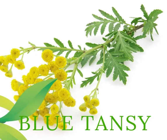 Blue Tansy Essential Oil | Aroma Hut Institute