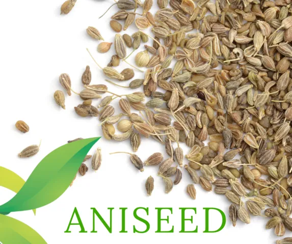 Aniseed Essential Oil | Aroma Hut Institute