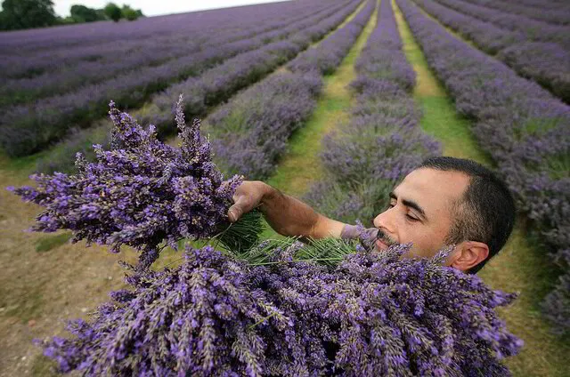 Man in a field of lavender