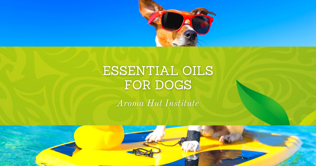 Essential Oils Safe for Dogs Aromatherapy for Dogs