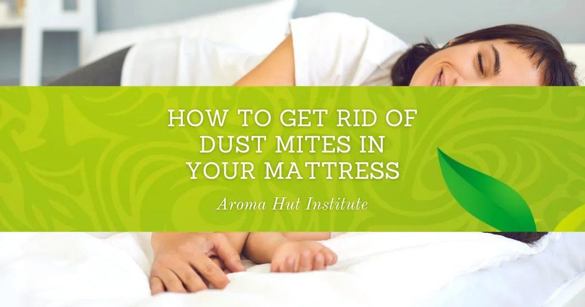 How To Get Rid of Dust Mites in Your Mattress Bed Bugs Recipe