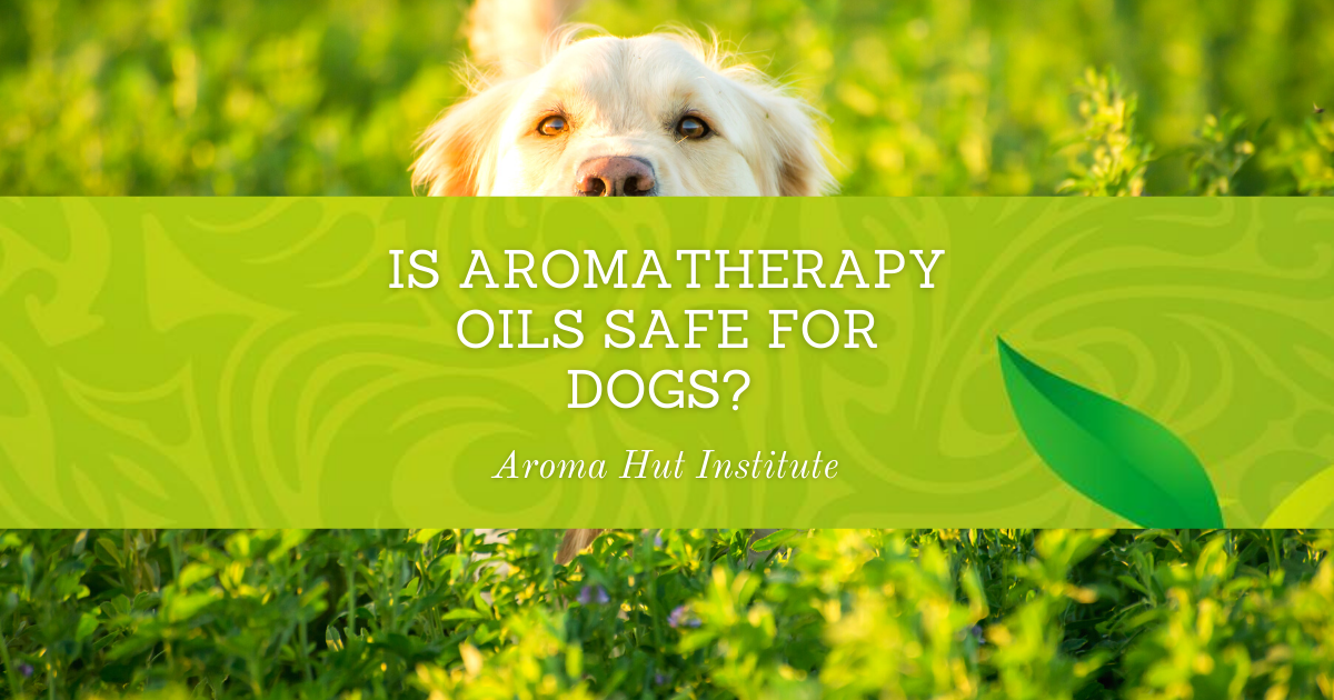 Is Aromatherapy Oils Safe for Dogs?