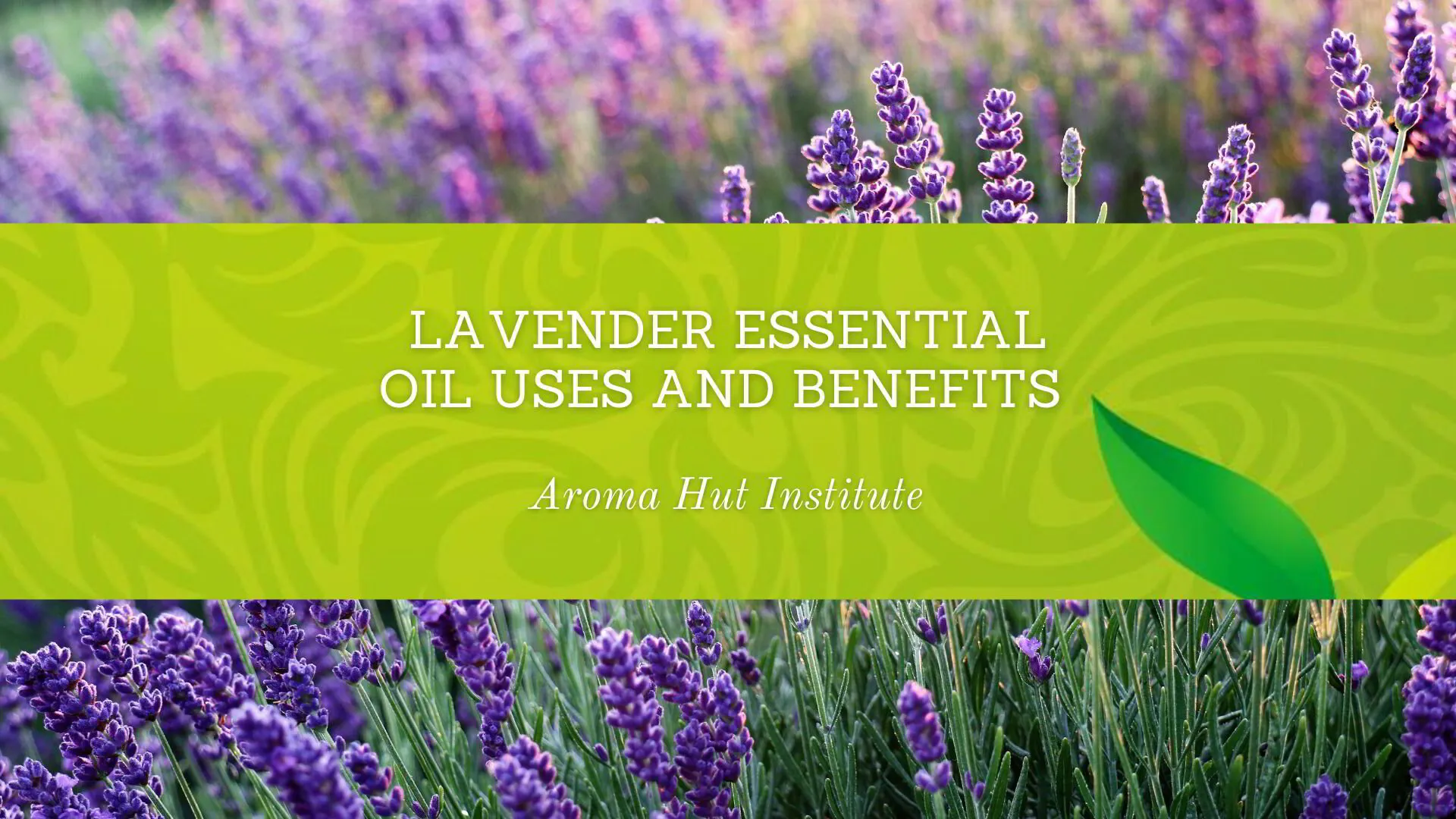 Lavender Essential Oil Uses and Benefits 