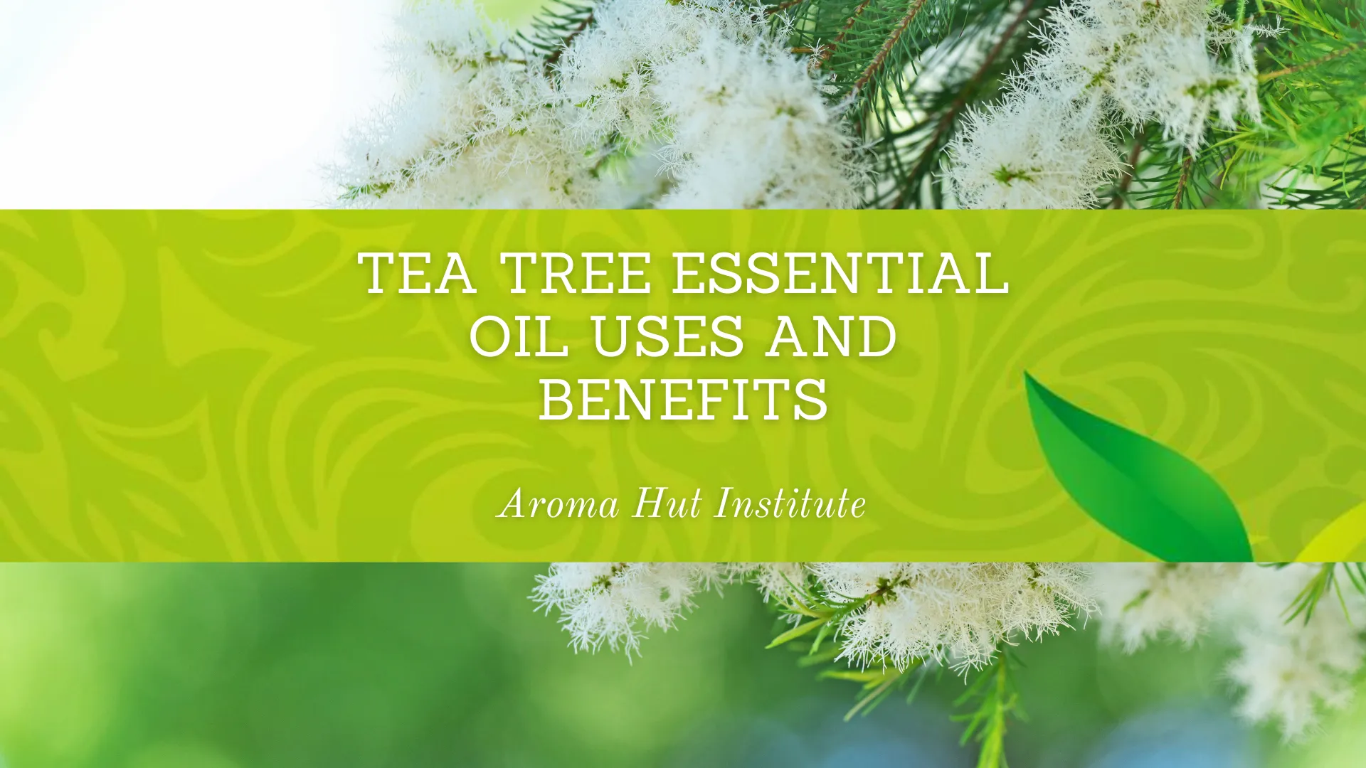 Tea Tree Essential Oil Uses and Benefits