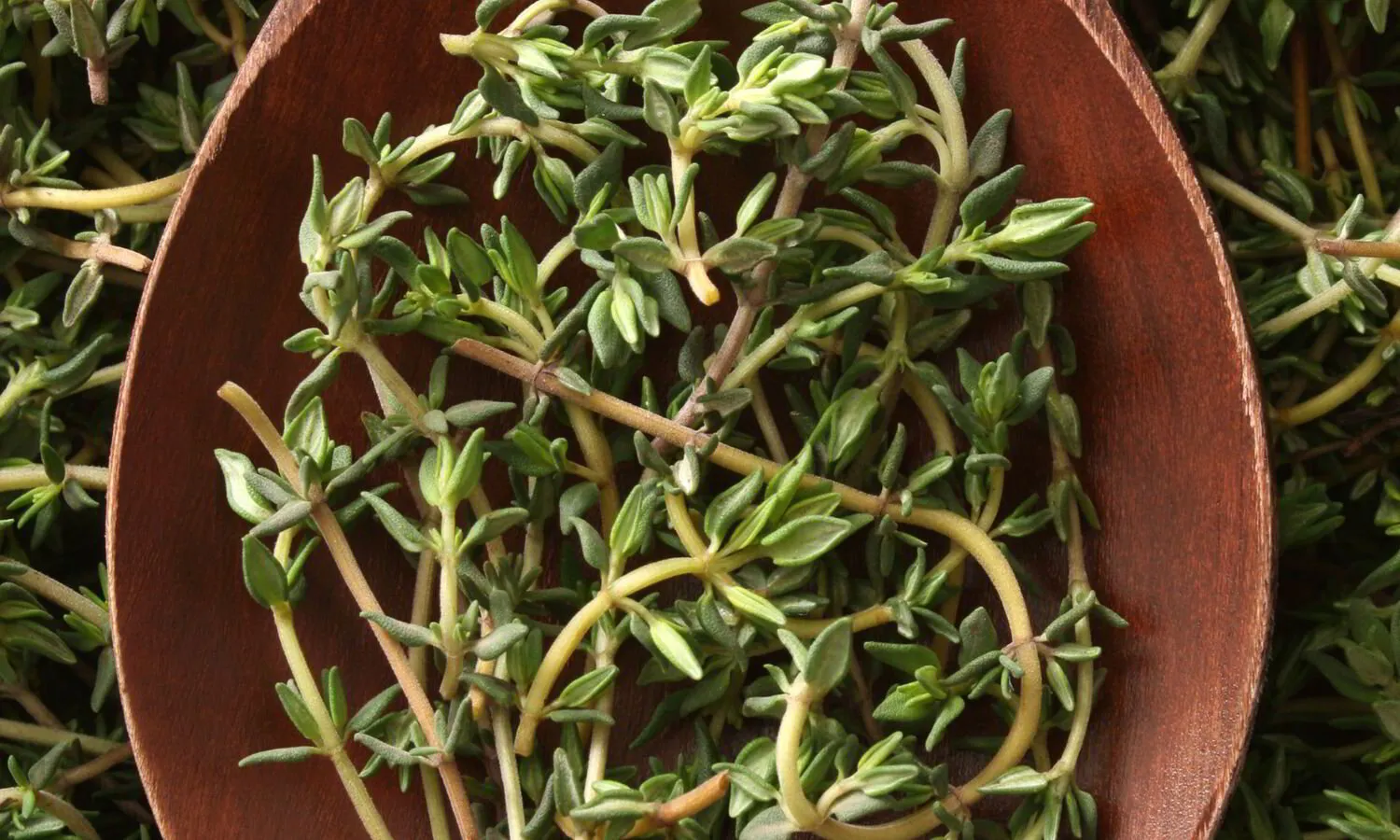 Thyme plant in a wooden spoon