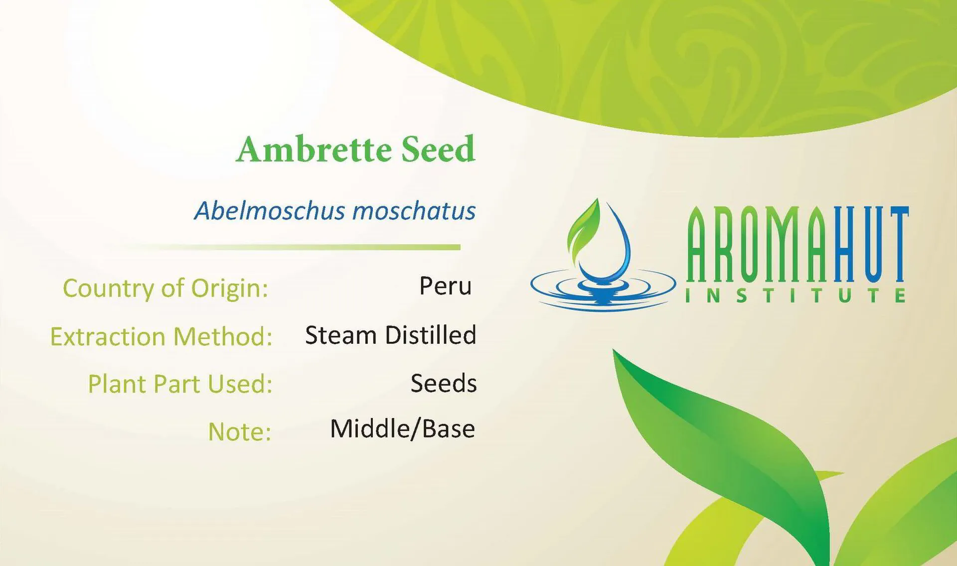 Ambrette Seed – Abelmoschus moschatus / Hibiscus abelmoschus