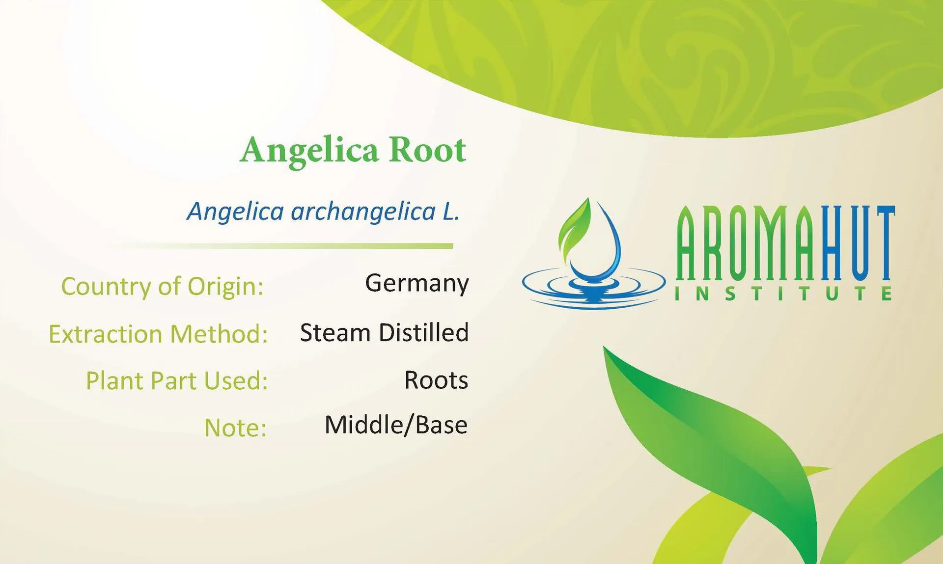 Angelica Root 