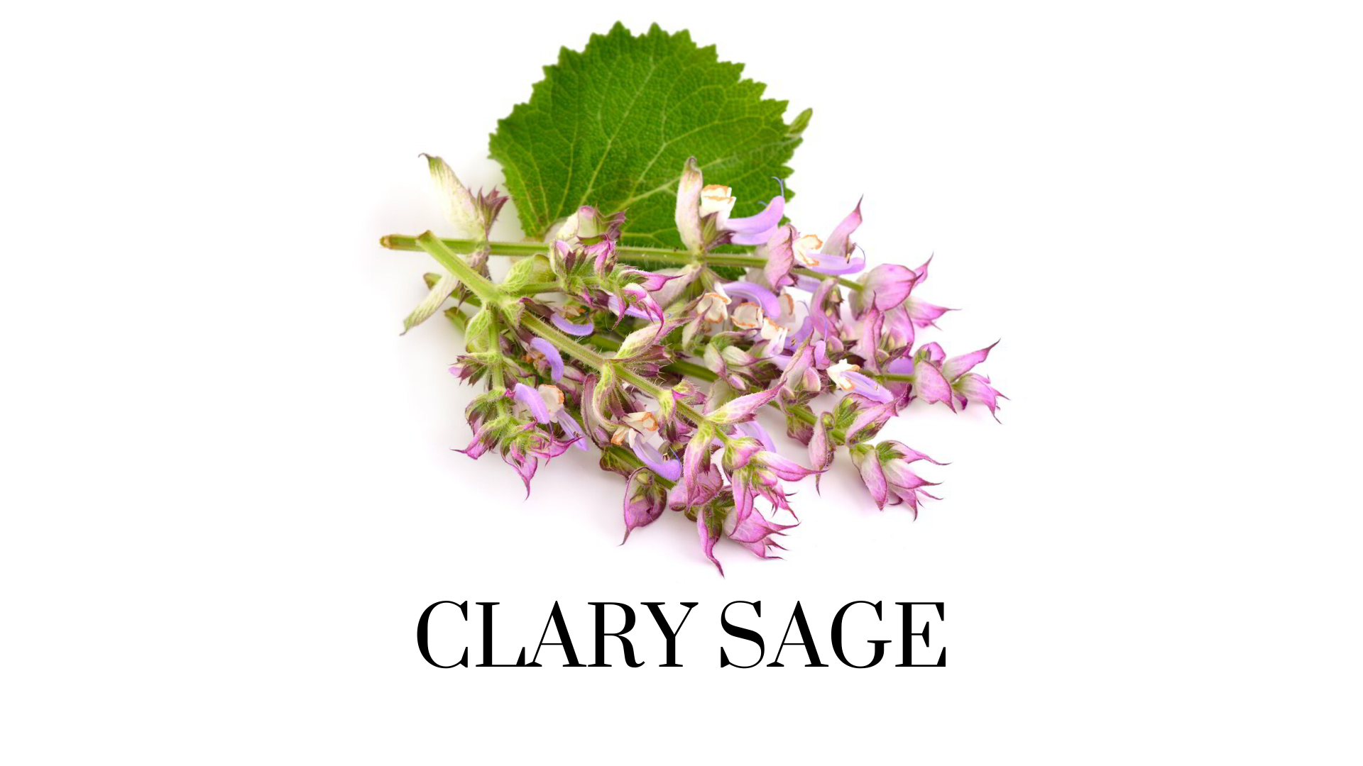Essential Oil Datasheets &amp; Monographs