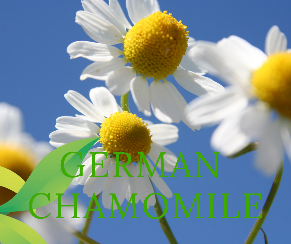 German Chamomile Essential Oil