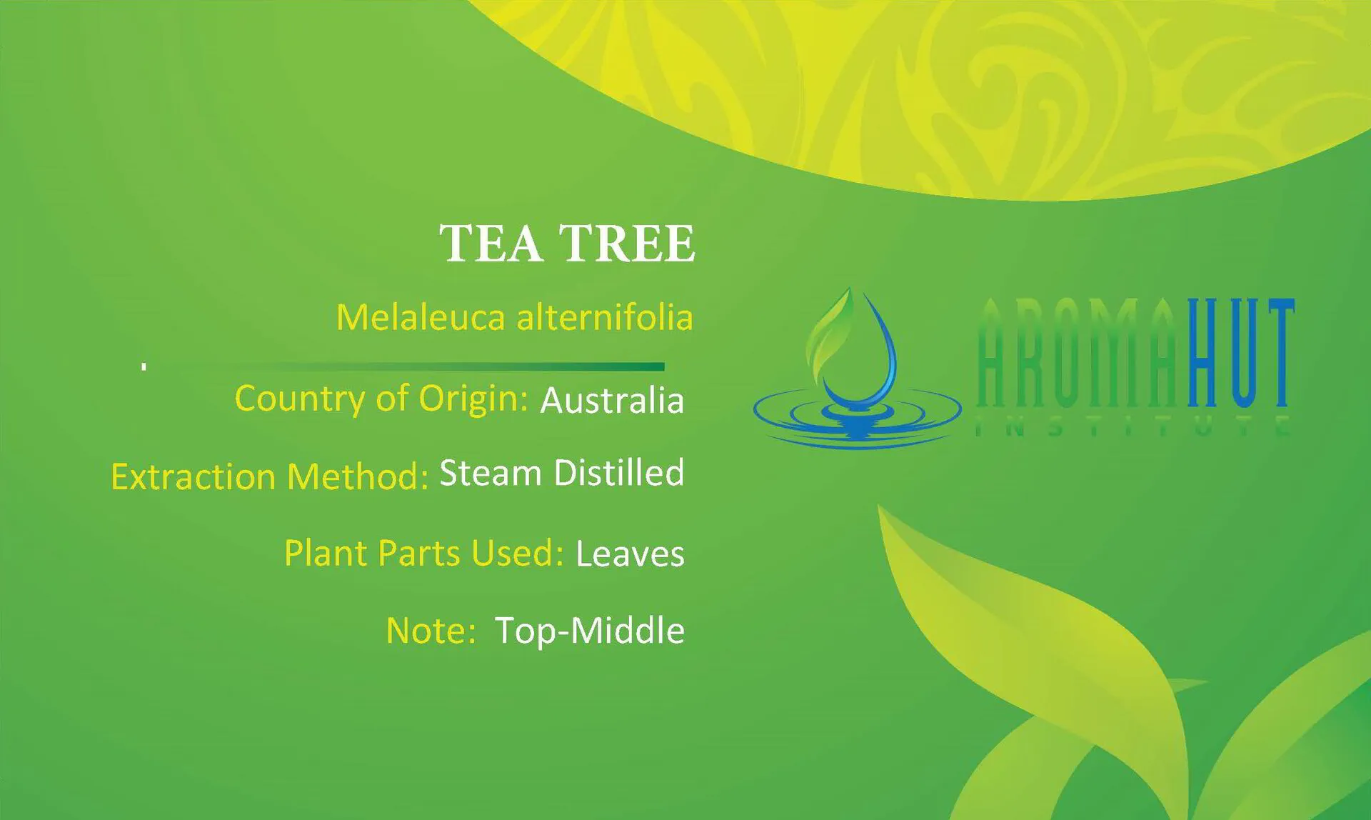 Tea Tree Essential Oil | Aroma Hut Instiute