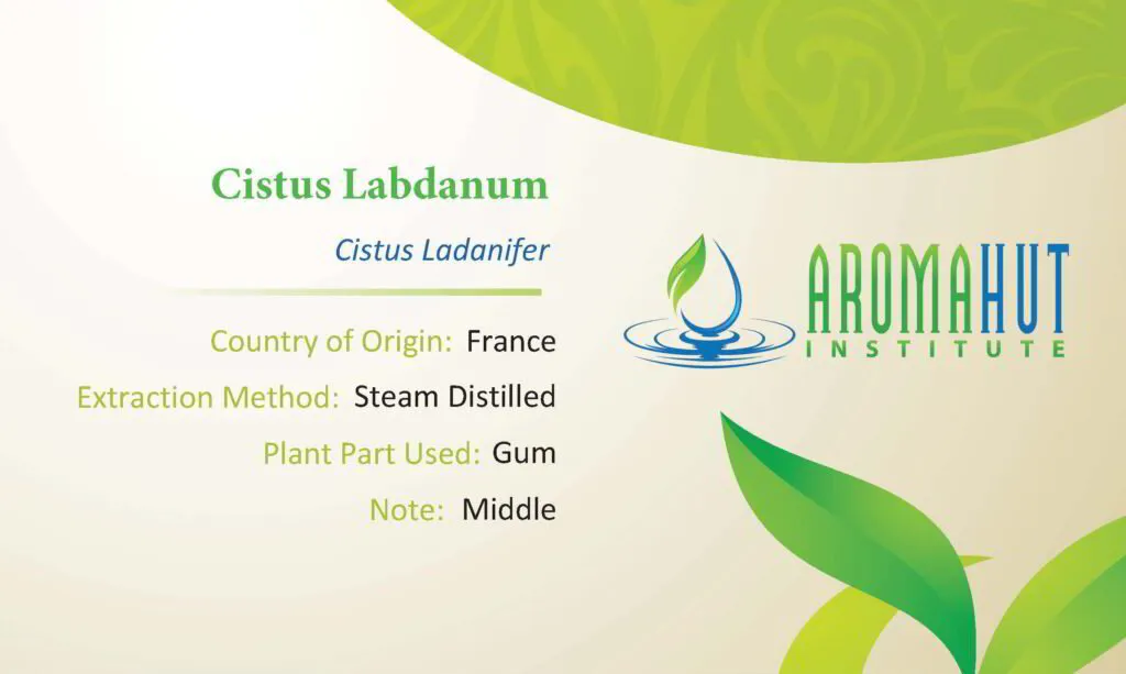 Cistus Labdanum Essential Oil | Aroma Hut Institute