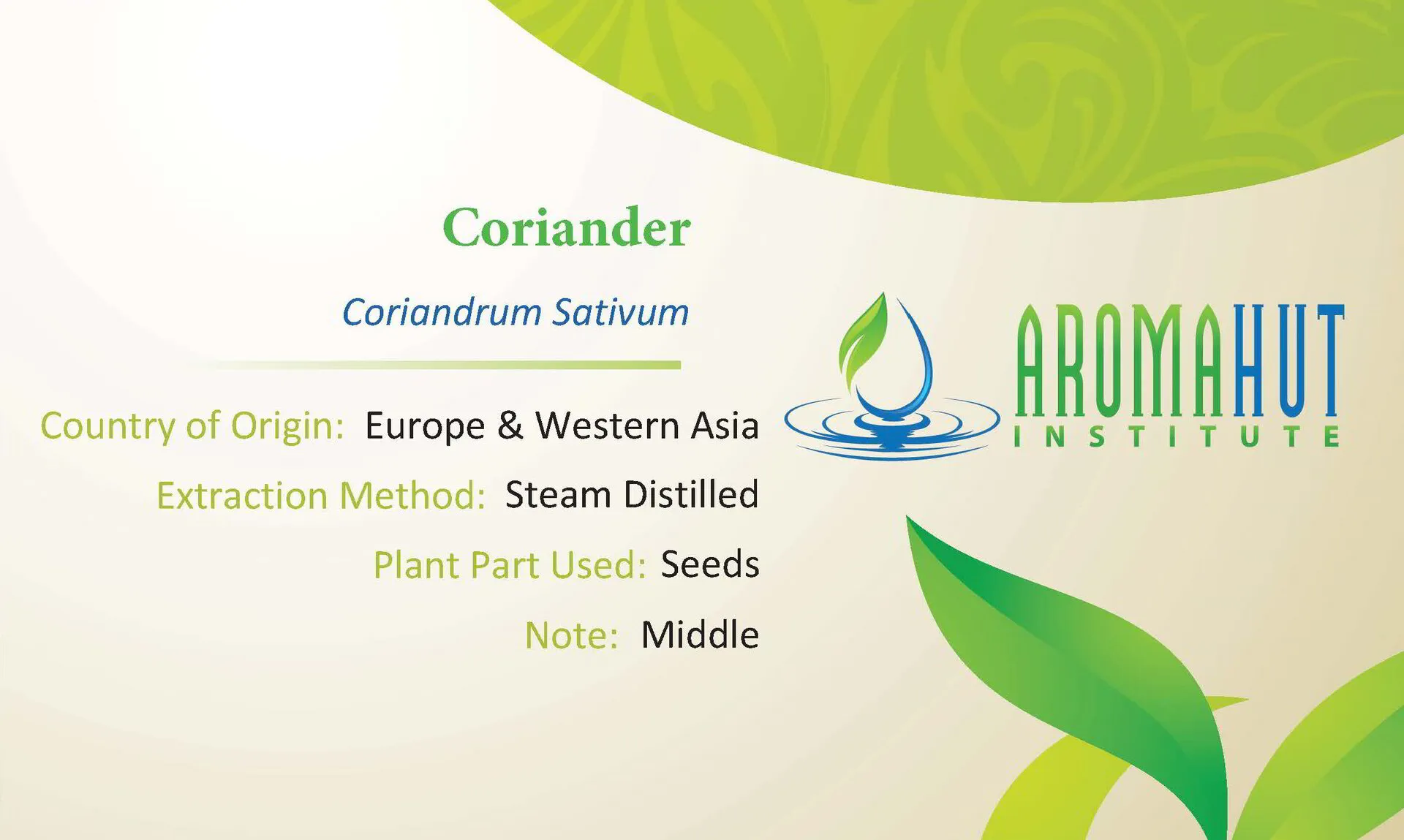 Coriander Essential Oil | Aroma Hut Institute
