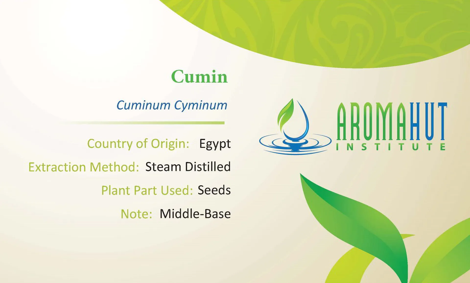 Cumin Essential Oil | Aroma Hut Institute