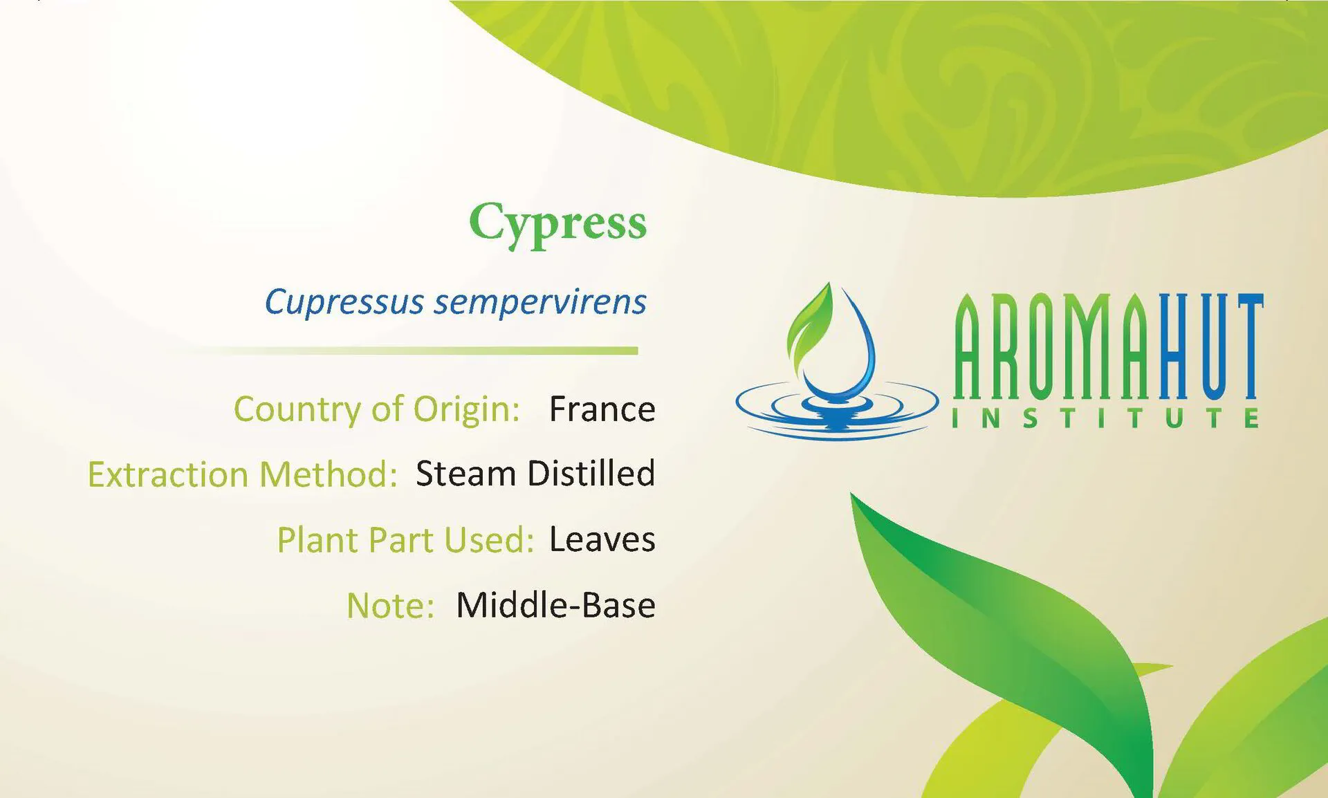 Cypress Essential Oil | Aroma Hut Institute