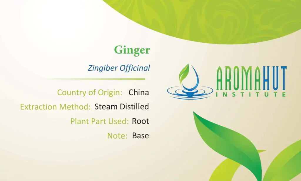 Ginger Essential Oil | Aroma Hut Institute