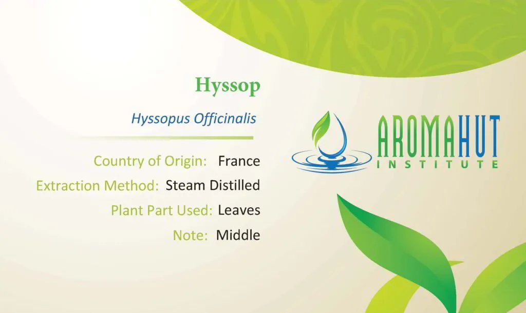 Hyssop Essential Oil | Aroma Hut Institute