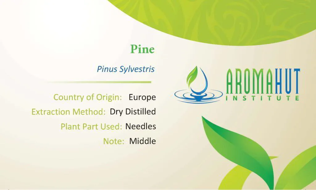 Pine Essential Oil | Aroma Hut Institute