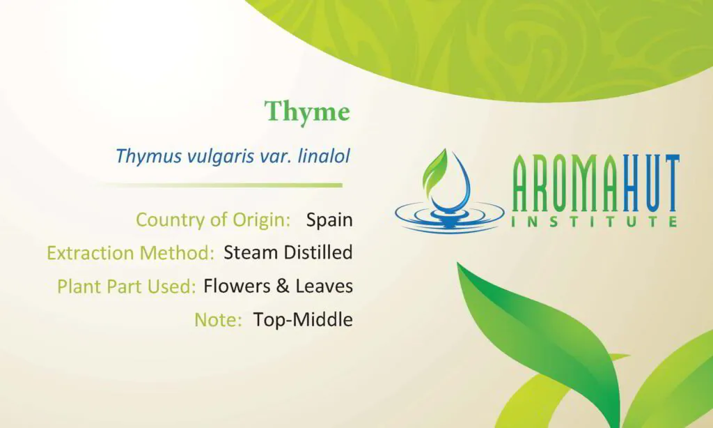 Thyme Essential Oil (Thymus vulgaris var. linalool)