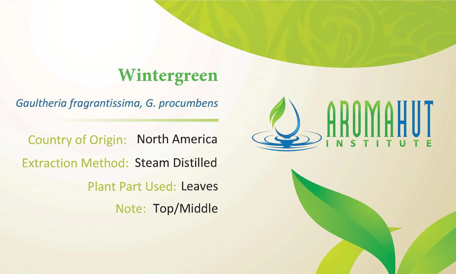 Wintergreen Essential Oil (Gaultheria fragrantissima, Gprocumbens) | Aroma Hut Institute)