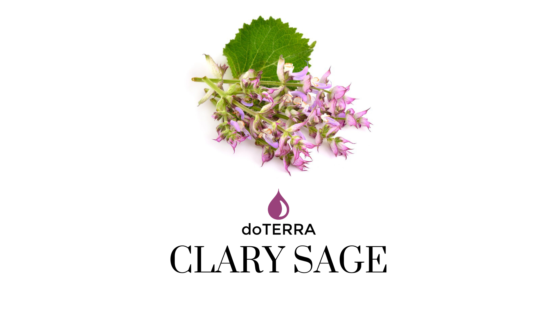 Essential Oil Datasheets &amp; Monographs