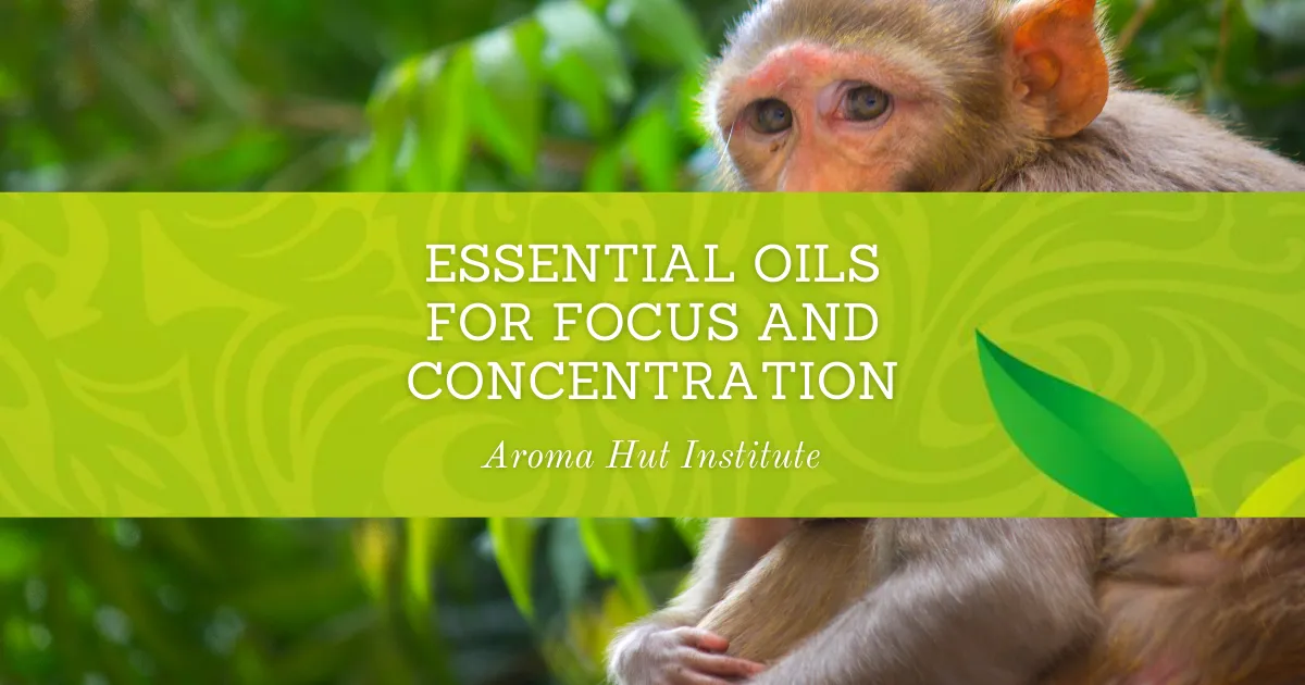 Essential Oils for Focus and Concentration