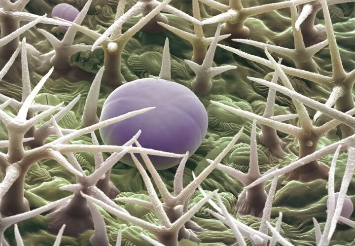 Spike Lavender Under Microscope | Aroma Hut Institute