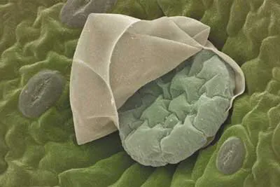 Oregano Origanum vulgare Under Microscope | Aroma Hut Institute
