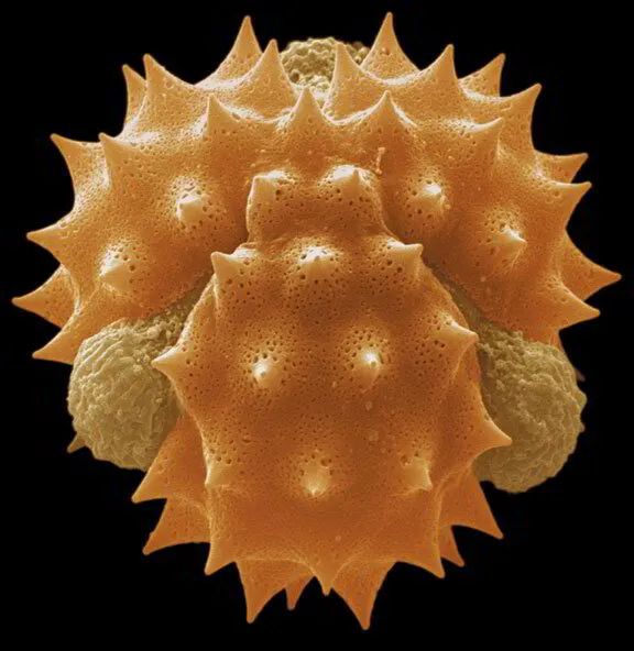Single pollen grain of chamomile( Matricaria recutita L., Asteraceae) (SEM, critical point dried, magnified 9,313 times actual size).  Photo © Microscopix