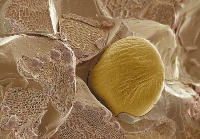 Ginger Zingiber officinale Under Microscope | Aroma Hut Institute
