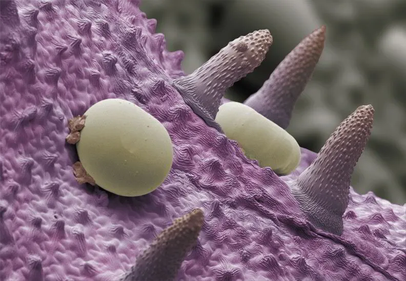 Peppermint – Mentha x piperita Under Microscope | Aroma Hut Institute
