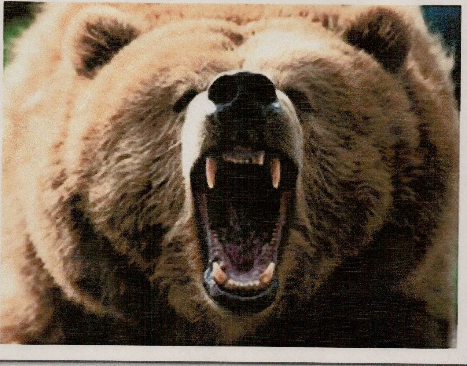 grizzly bear shields expanded torrent grizzly bear shields expanded torrent