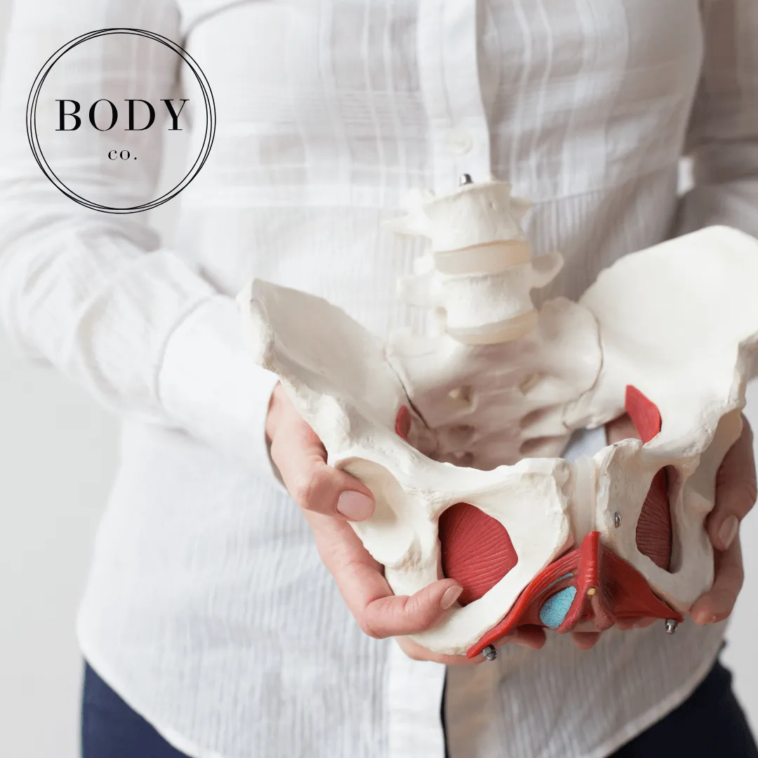 physiotherapist holding model of human hip bone and pelvic floor muscles