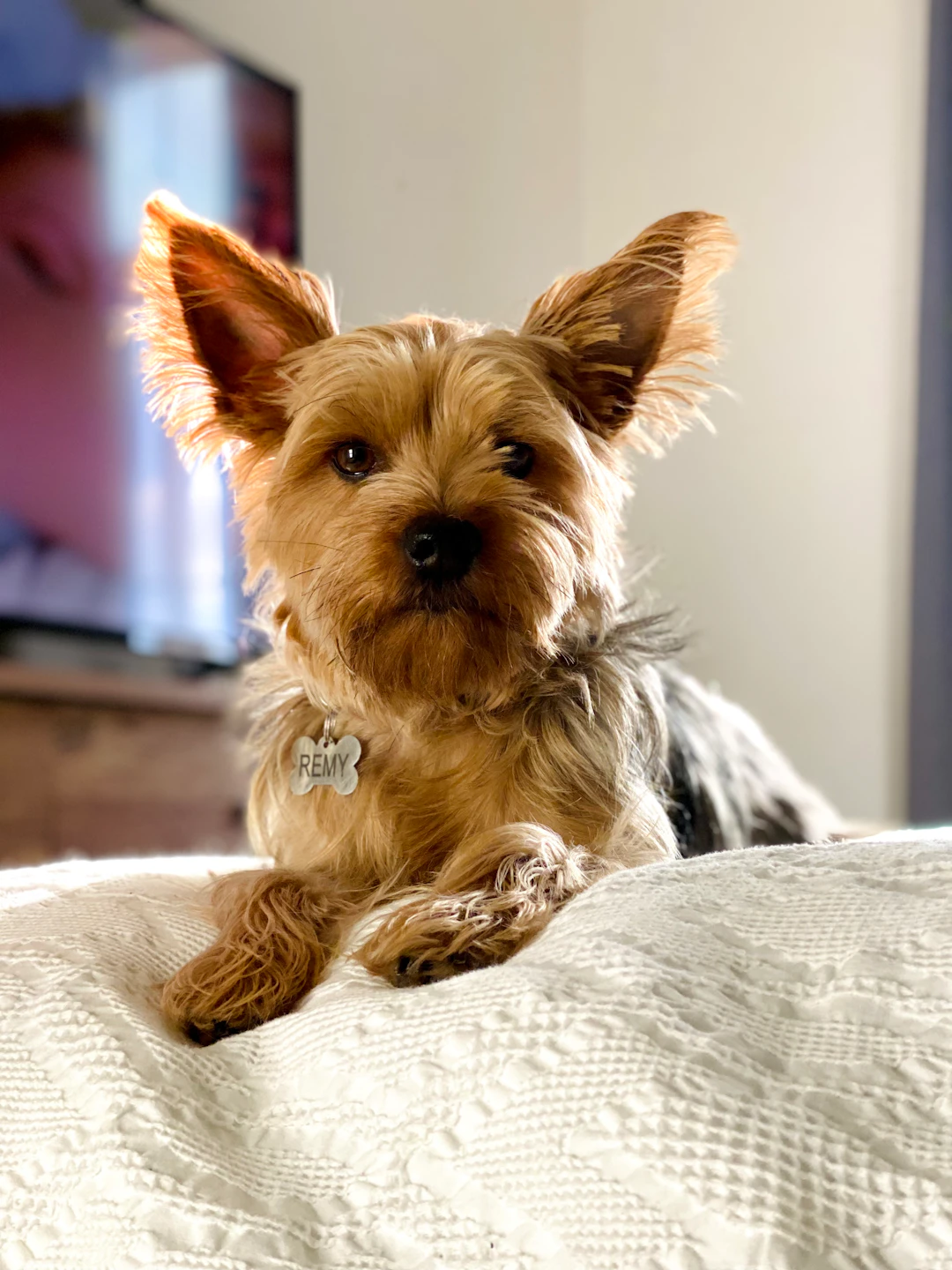 Silver yorkshire fashion terrier