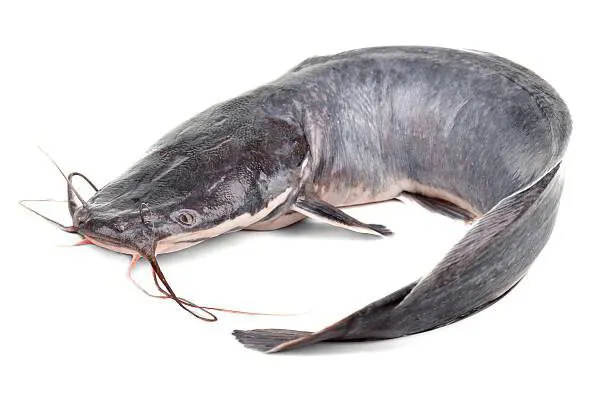 DANGERS OF EATING CATFISH