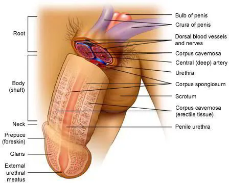 penile arterial endothelium has a lower glutathione level Erectile Dysfunction and Oxidative Stress: Narrative Review Penile Revascularization for Erectile Dysfunction