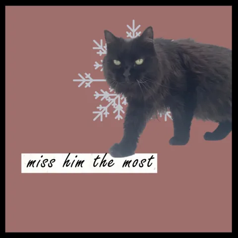 Album cover for Abby London's single 'Miss Him The Most', visually conveying the poignant emotion of this anti-pop singer-songwriter's heartfelt tribute to her late beloved cat.
