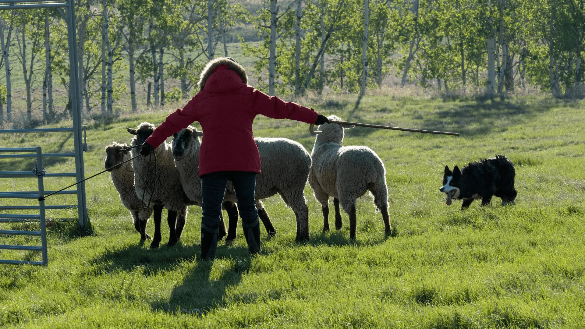 Stock dog Tweed herding sheep