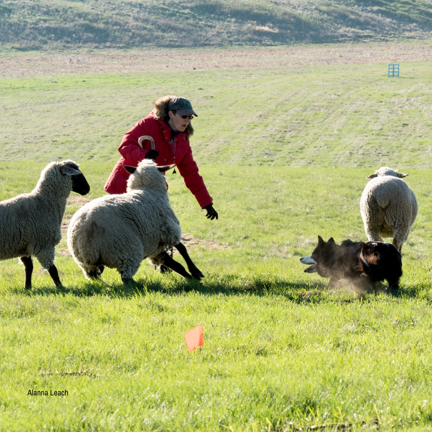 Beat Bad Weather Blues with Indoor Games for Herding Dogs - Guild of  Shepherds & Collies