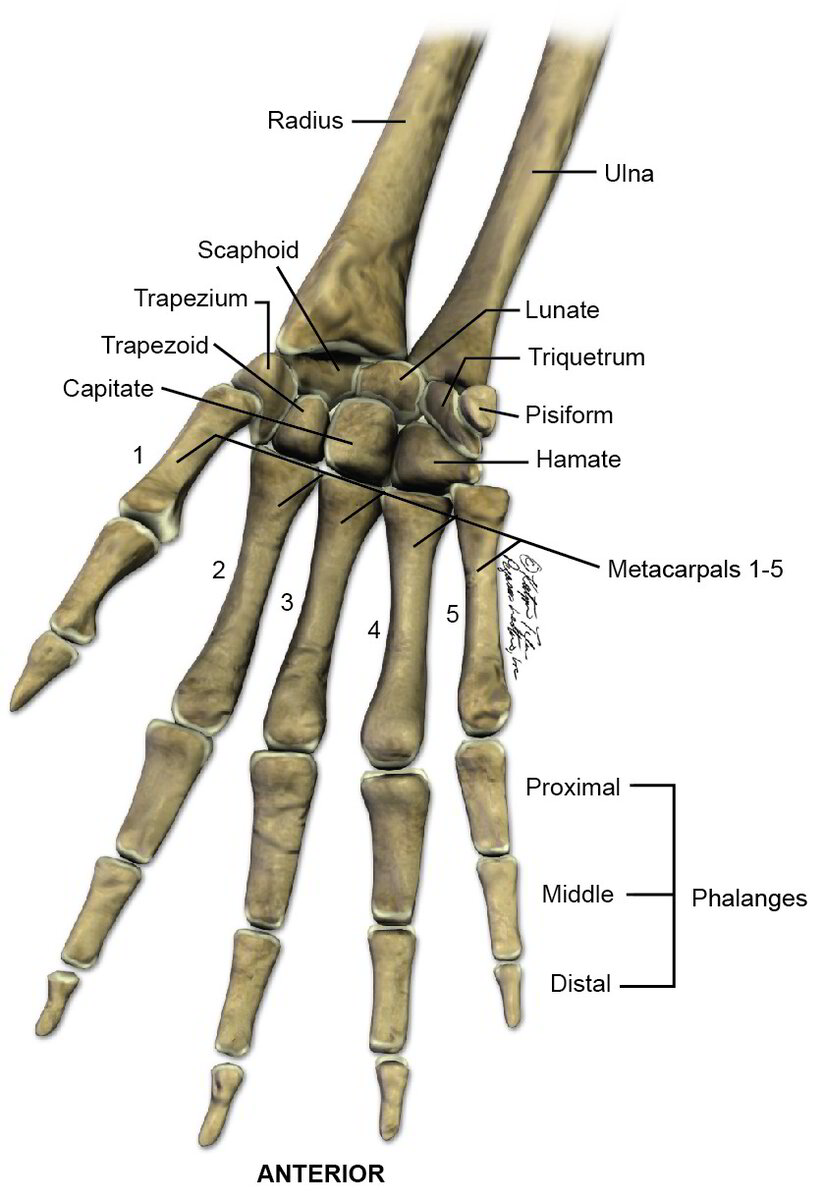 Do you know how many images of the joints are required in a screening ...