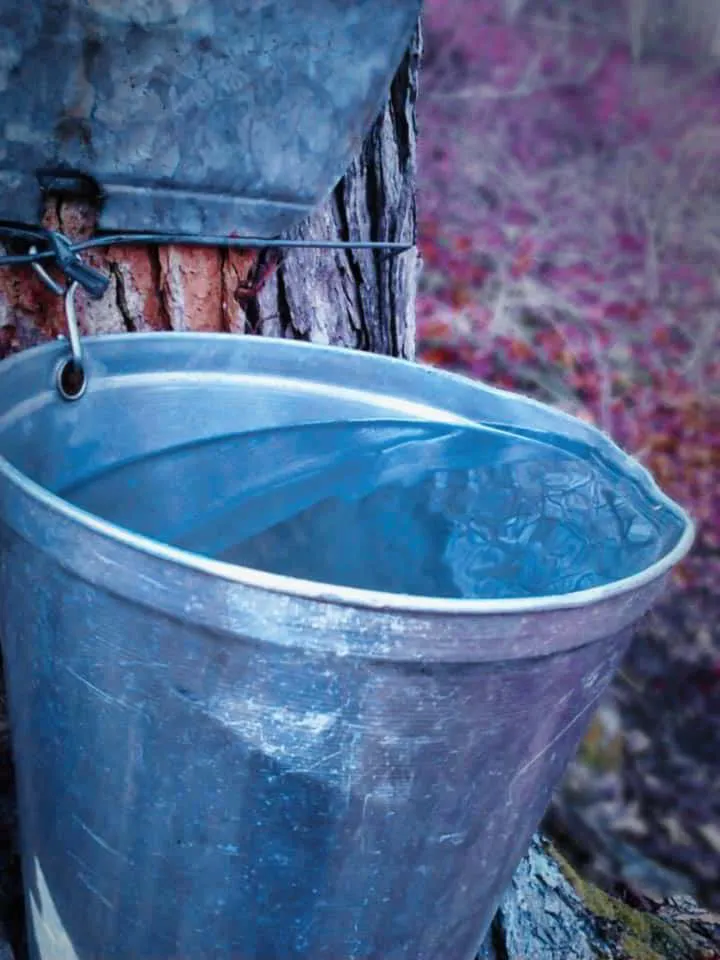 Bucket collecting sap hanging from maple tree